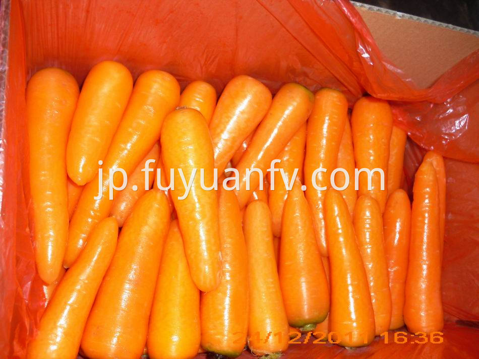 Fresh Carrot 3